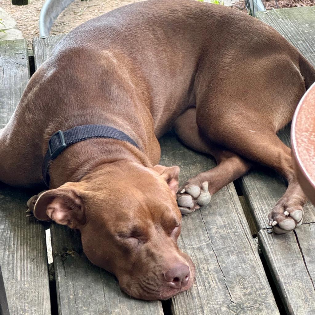 Beatrix, a Adoptable mixed breed in Festus, MO image 3/4