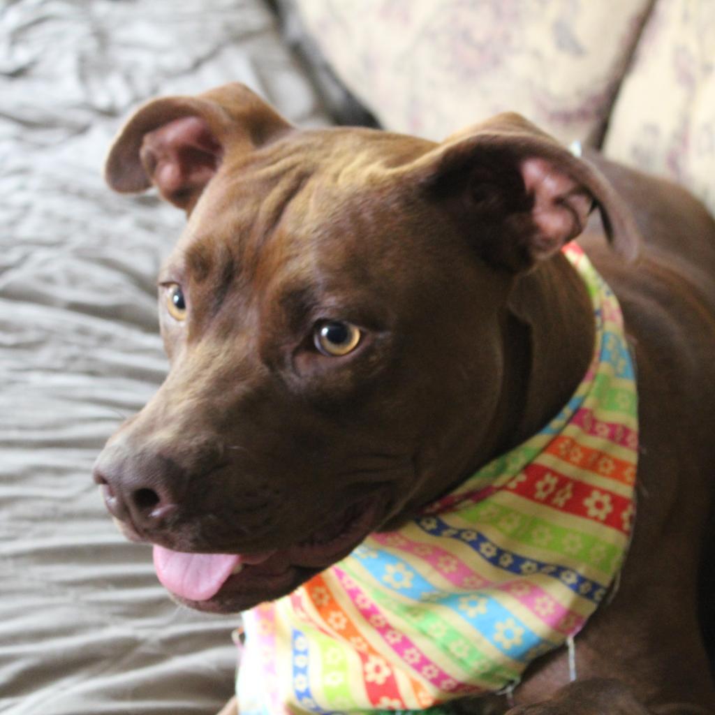 Beatrix, a Adoptable mixed breed in Festus, MO image 4/4