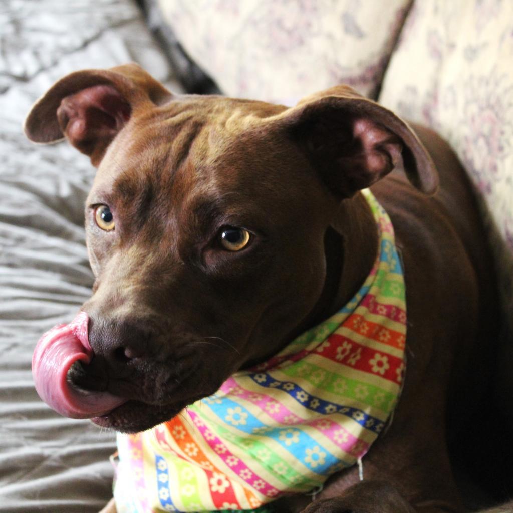 Bebe "Beatrix", a Adoptable mixed breed in Festus, MO image 5/5