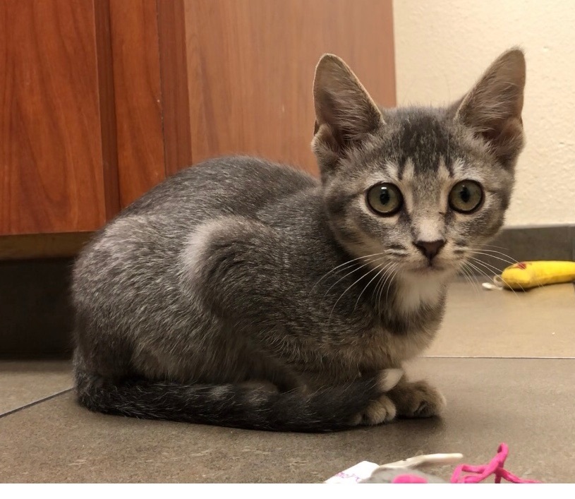 Enlarge Iris, a Adoptable mixed breed image 1/4