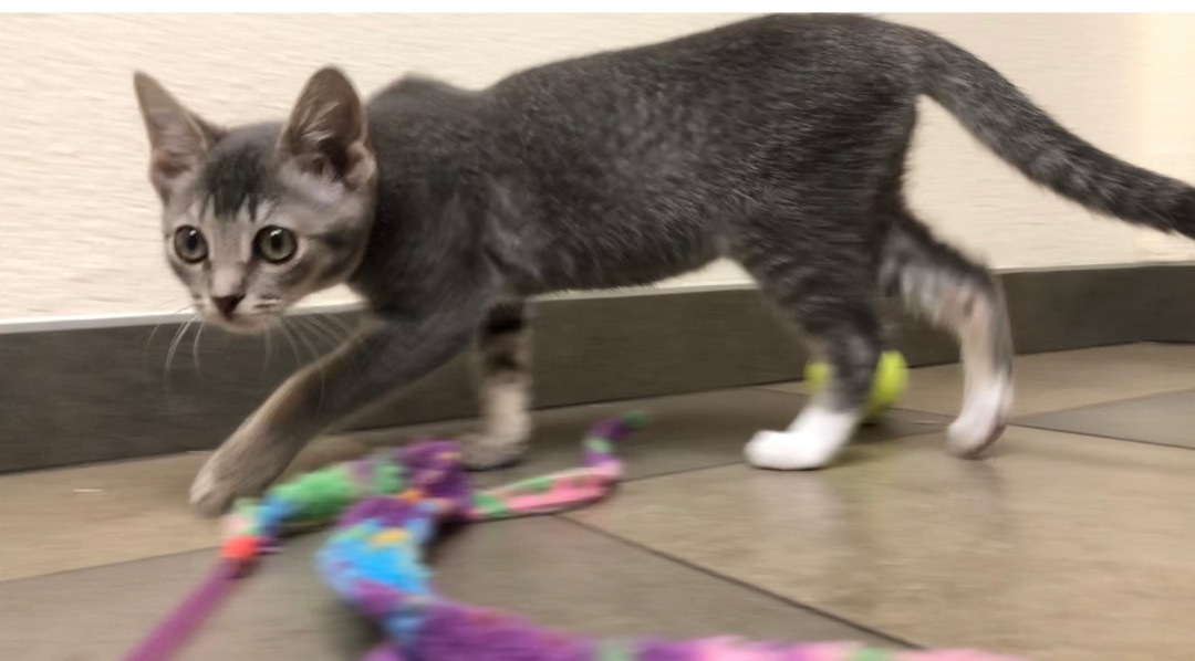 Enlarge Iris, a Adoptable mixed breed image 2/4