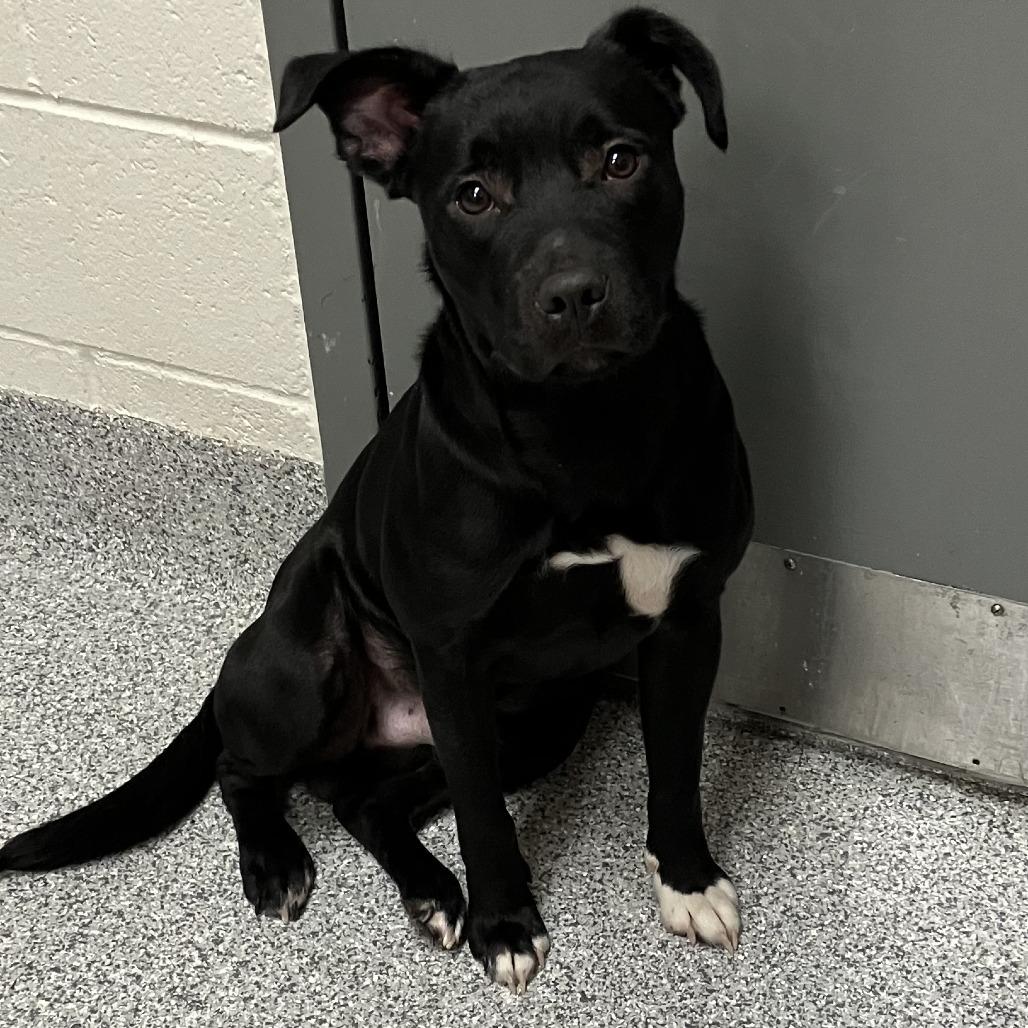 Enlarge Abu, a Adoptable mixed breed in Grand Rapids, MI image 1/1