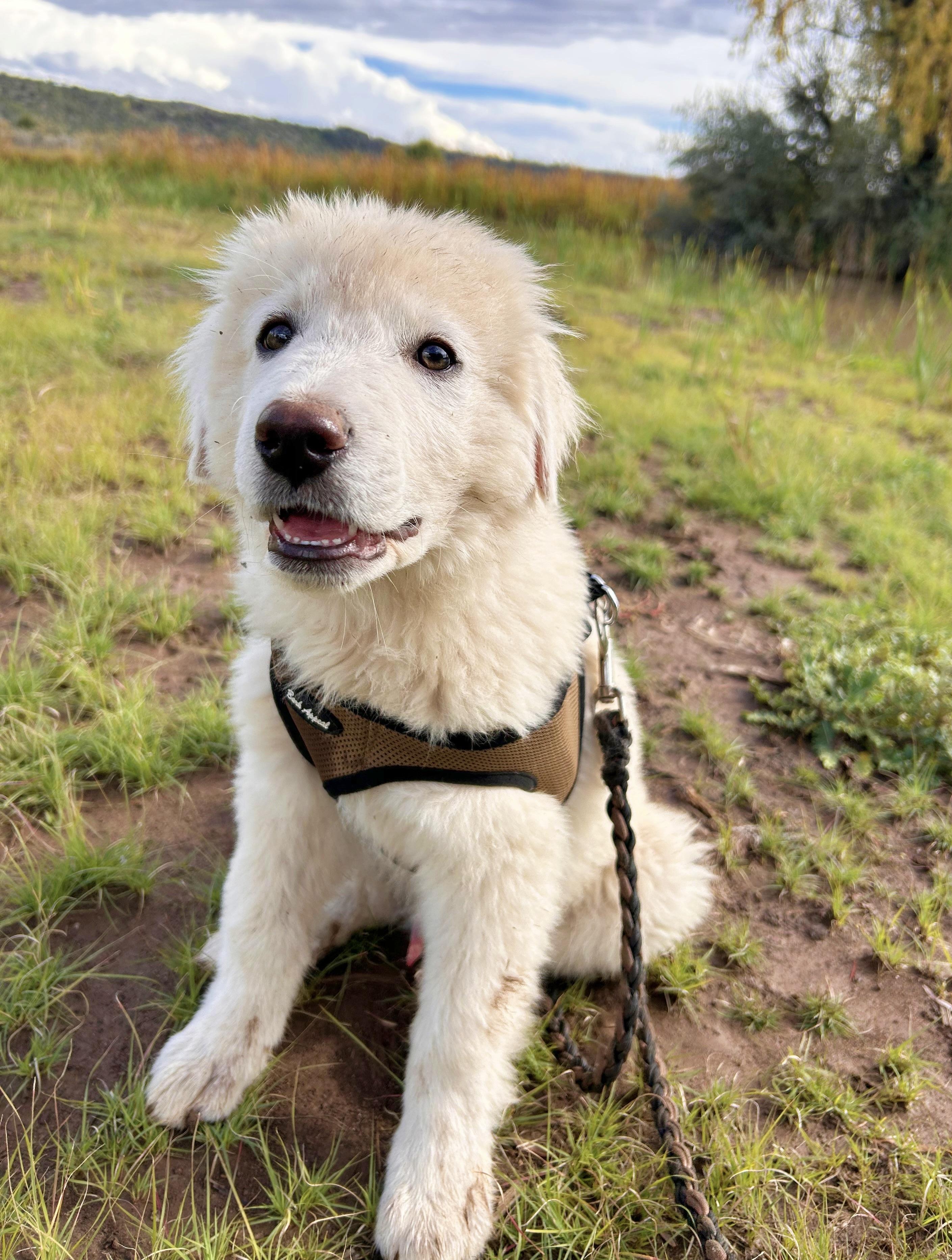 Imogene, Adopted, Young Male Great Pyrenees.