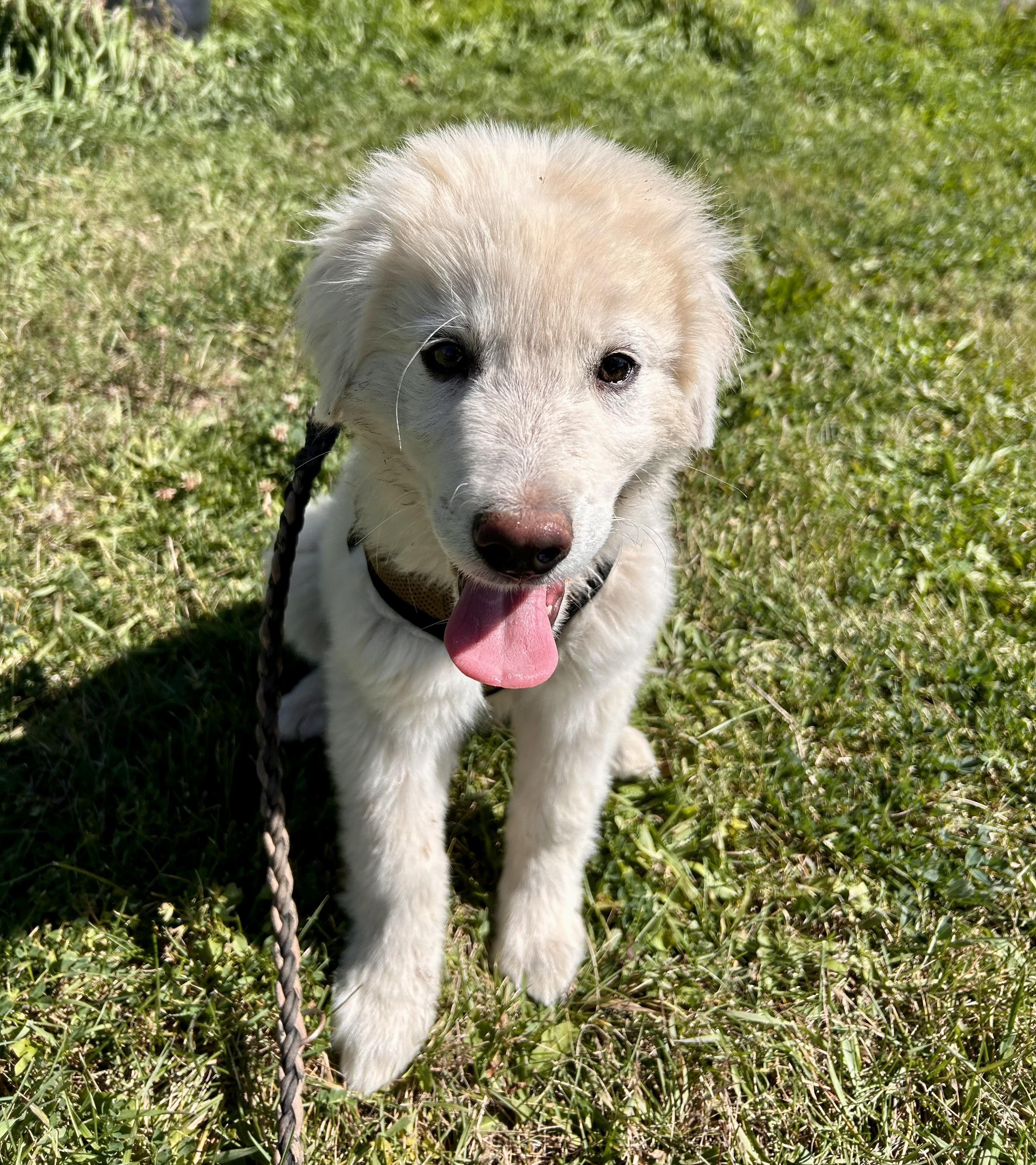 Imogene, a Adopted mixed breed in Durango, CO image 2/2