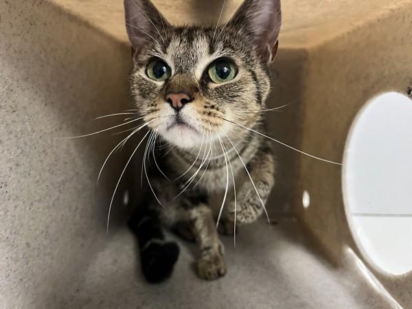 Enlarge Snickers, a Adoptable mixed breed in New York, NY image 1/1