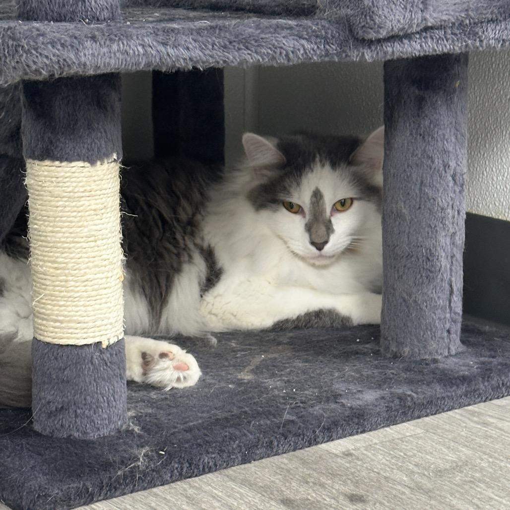 Sly, Adoptable, Young Male Domestic Long Hair.