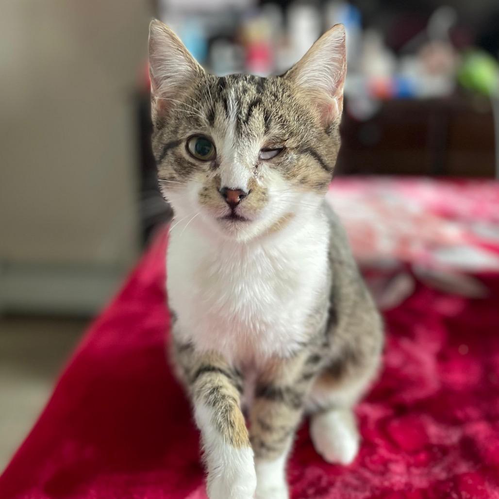 Hartley — thumbnail 2