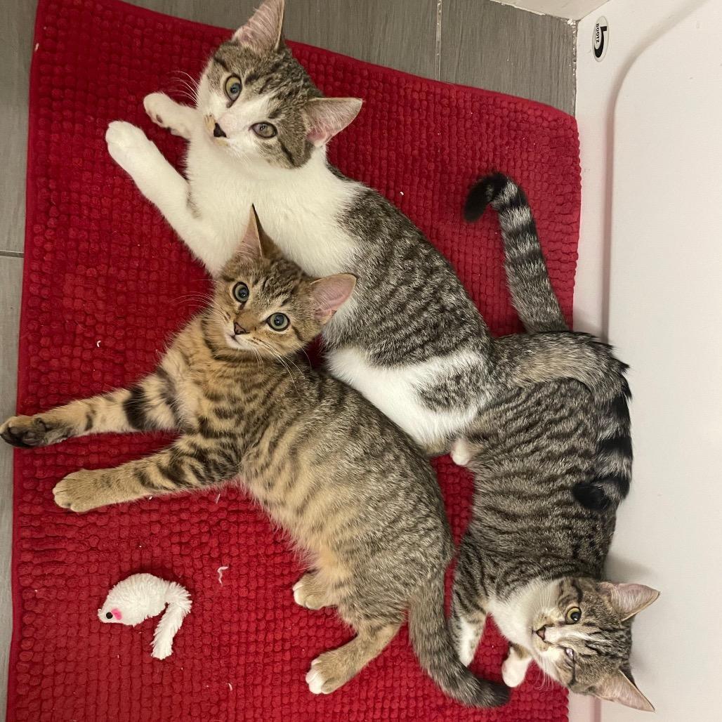 Hartley — thumbnail 3