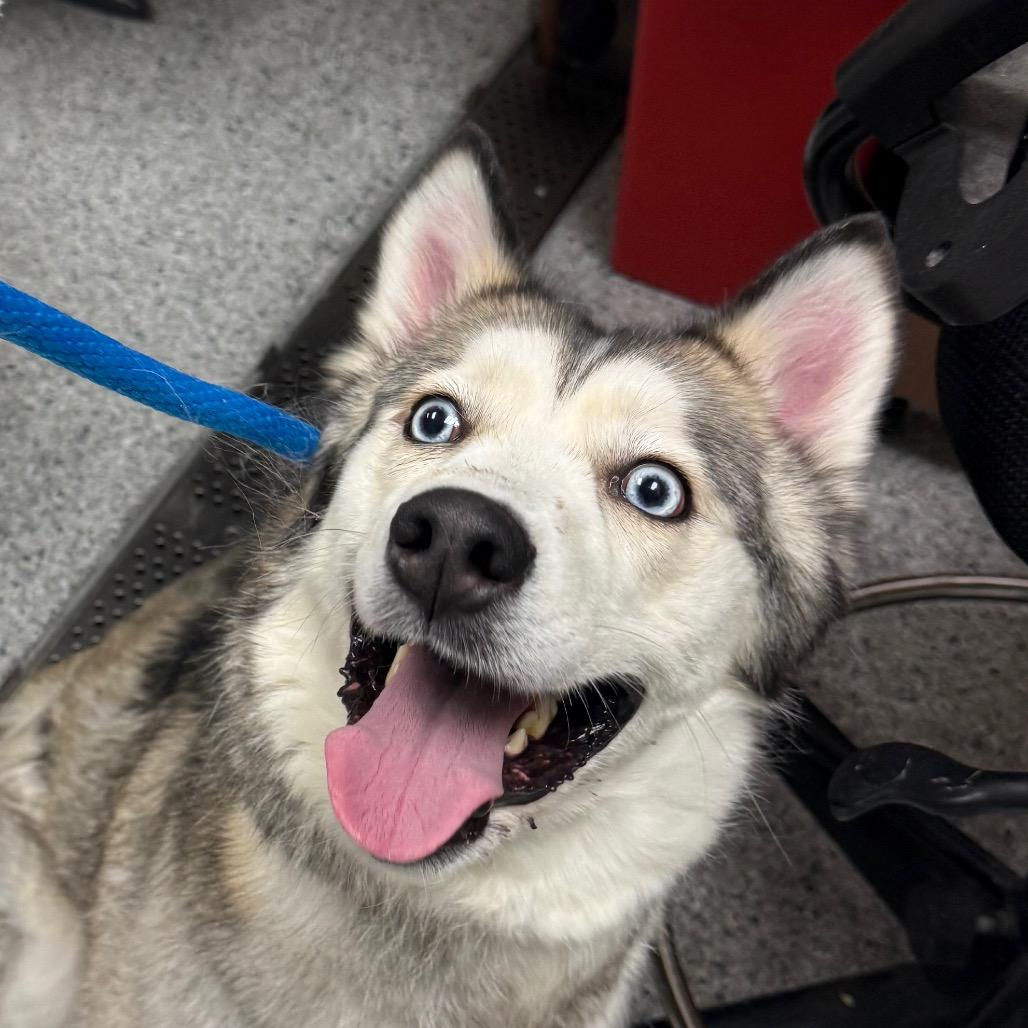 Freyja — thumbnail 2