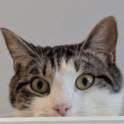 Junior, Adult Male Domestic Short Hair
