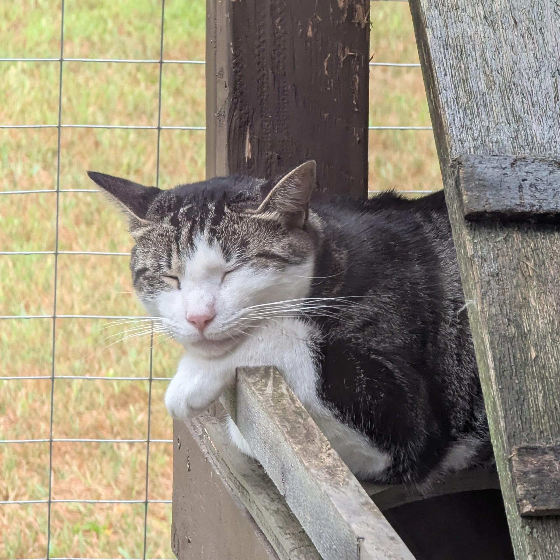 Junior, a Adoptable Domestic Short Hair in Victor, NY image 2/4