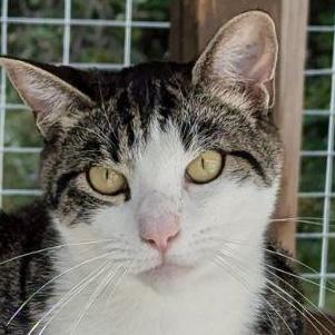 Junior, a Adoptable Domestic Short Hair in Victor, NY image 3/4