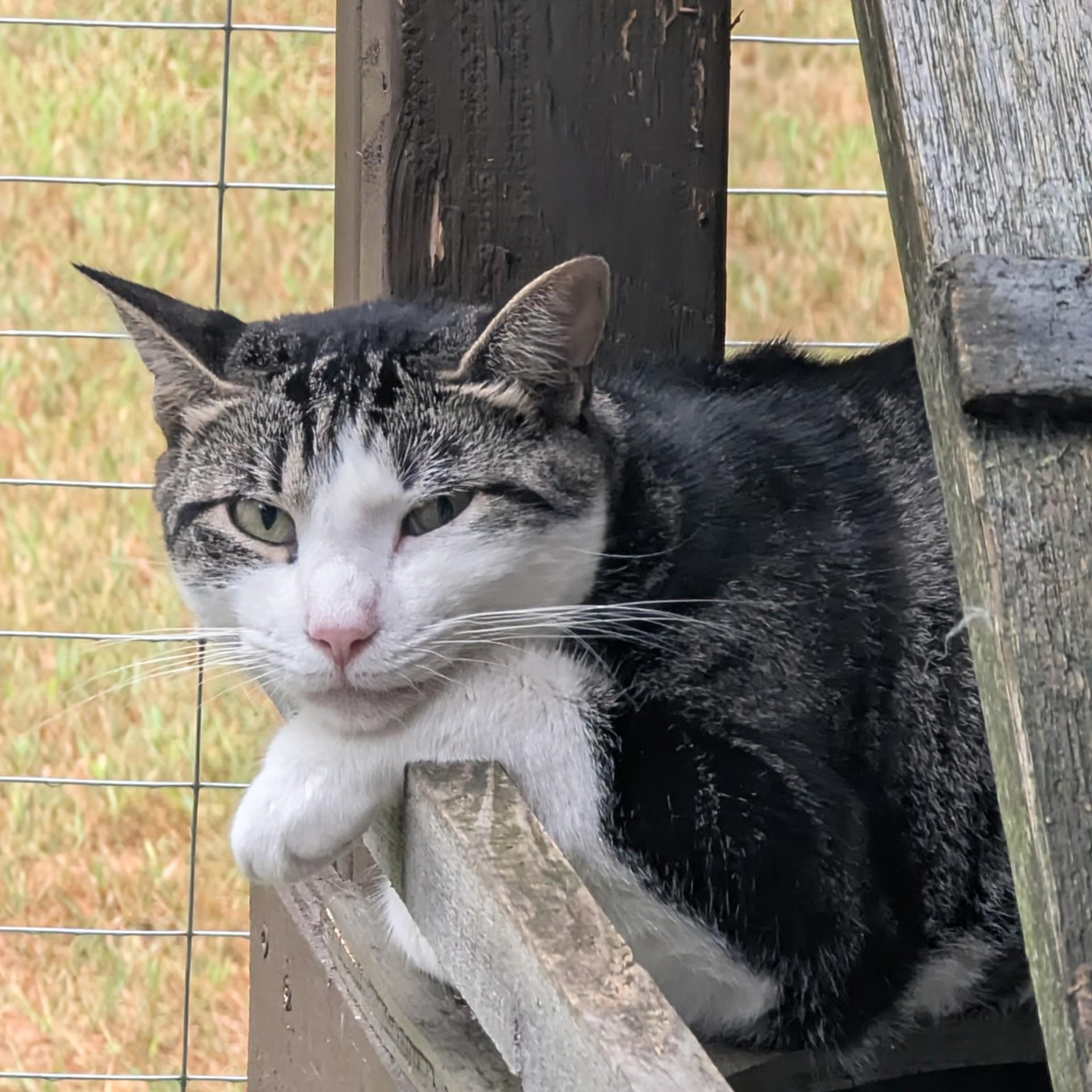 Junior, Adoptable, Adult Male Domestic Short Hair.