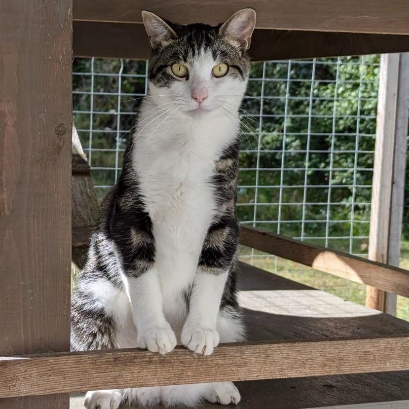 Junior, a Adoptable Domestic Short Hair in Victor, NY image 4/4