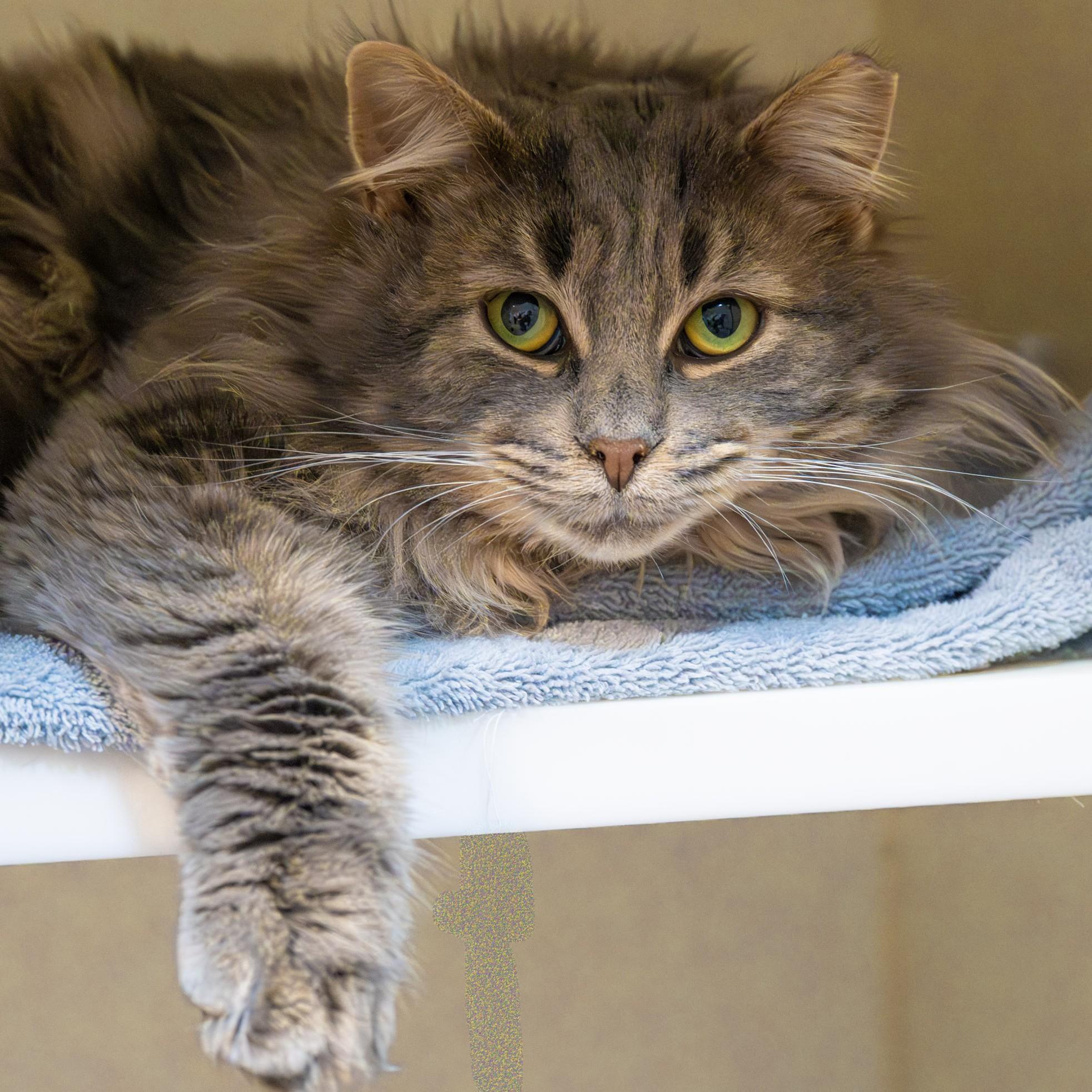 Enlarge Junior, a Adoptable Domestic Short Hair in Victor, NY image 2/5