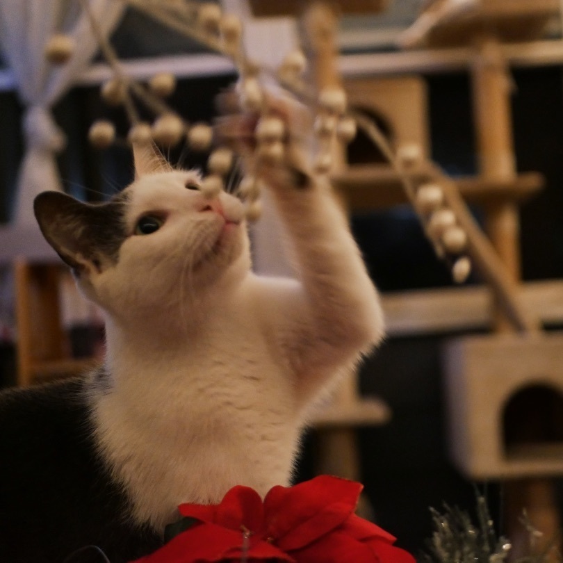 Cole, an adoptable Domestic Short Hair in Jacksonville, FL, 32206 | Photo Image 5