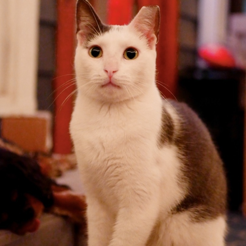 Cole, an adoptable Domestic Short Hair in Jacksonville, FL, 32206 | Photo Image 4