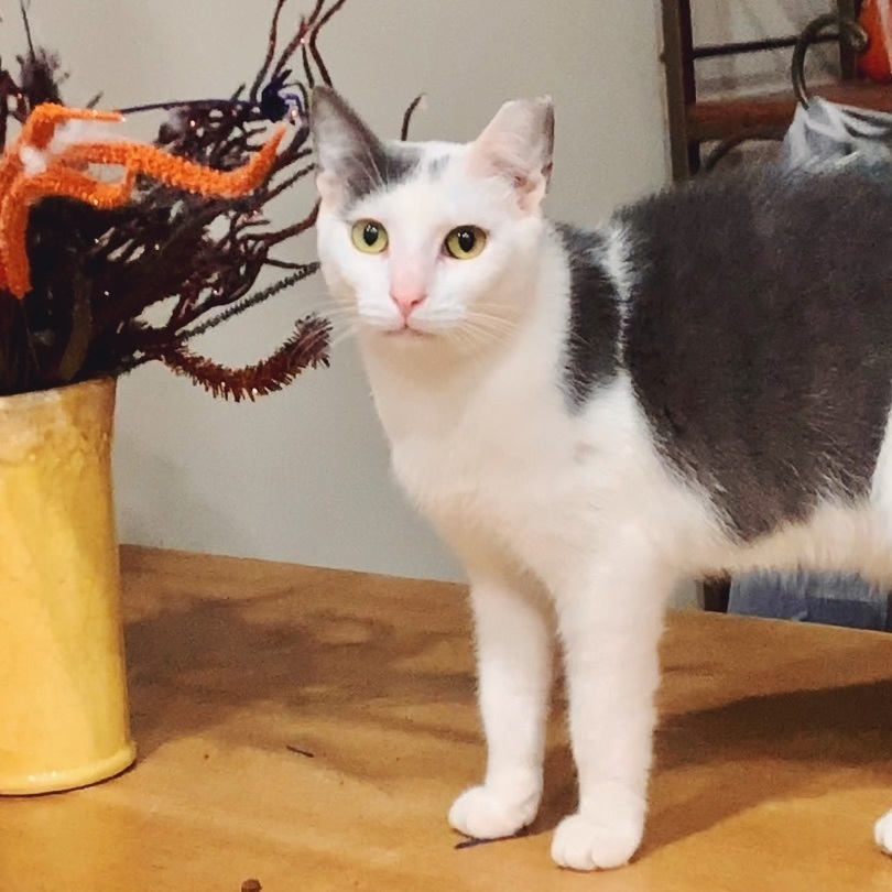 Cole, an adoptable Domestic Short Hair in Jacksonville, FL, 32206 | Photo Image 1