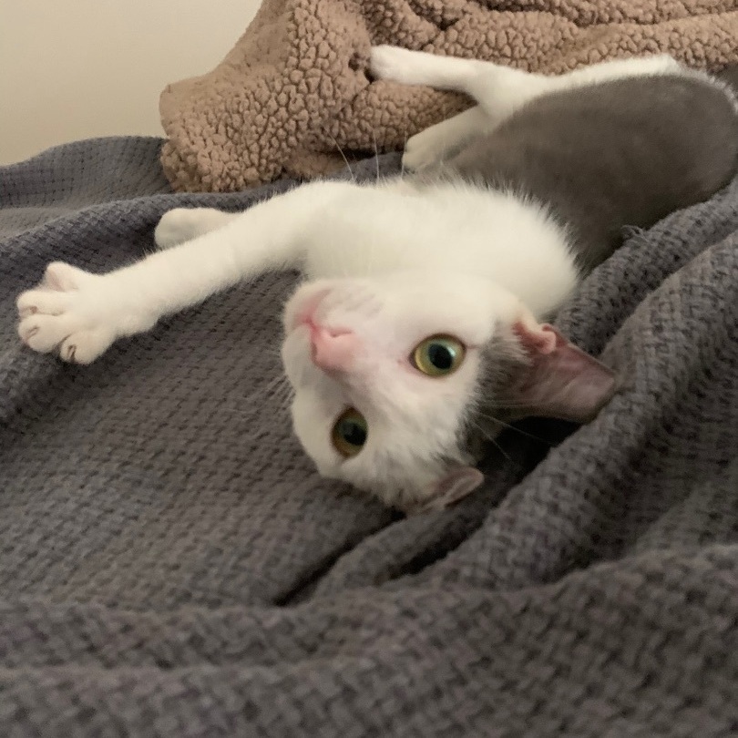 Cole, an adoptable Domestic Short Hair in Jacksonville, FL, 32206 | Photo Image 2