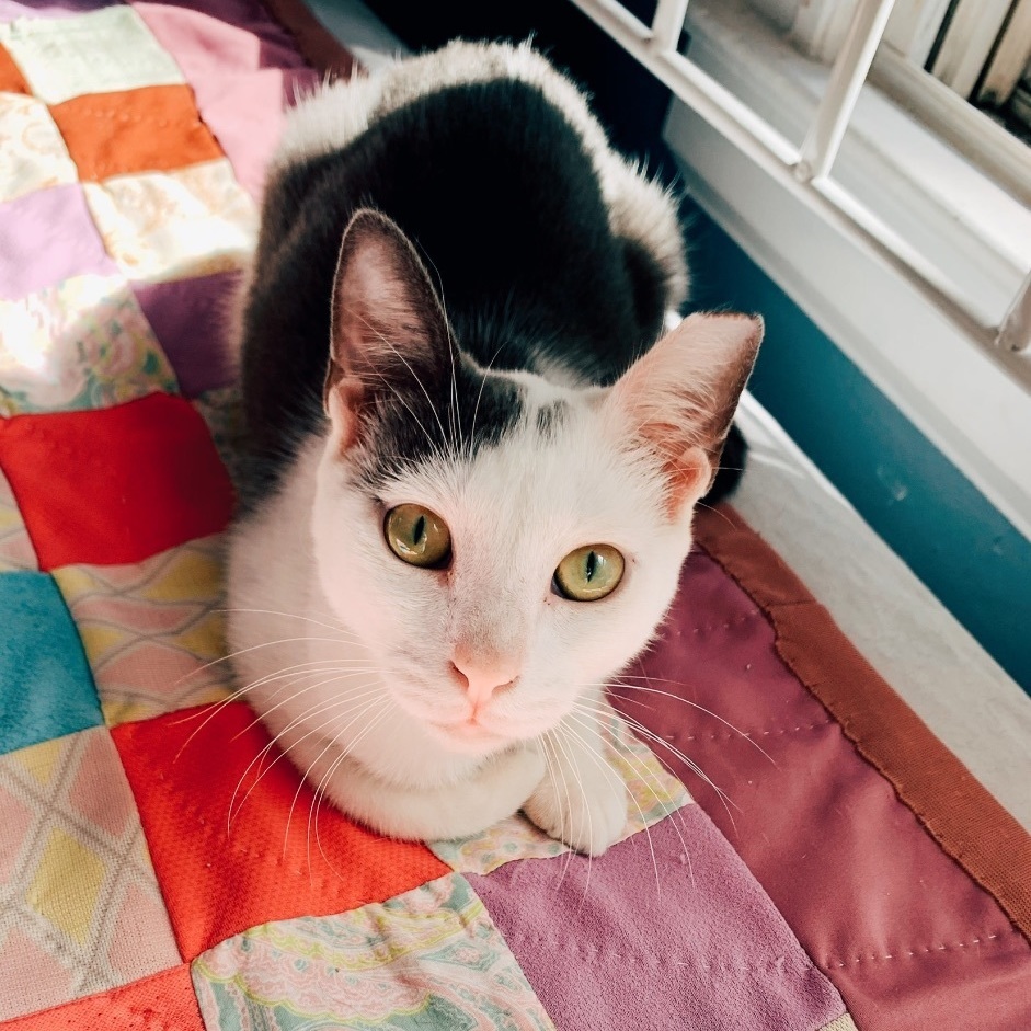 Cole, an adoptable Domestic Short Hair in Jacksonville, FL, 32206 | Photo Image 3