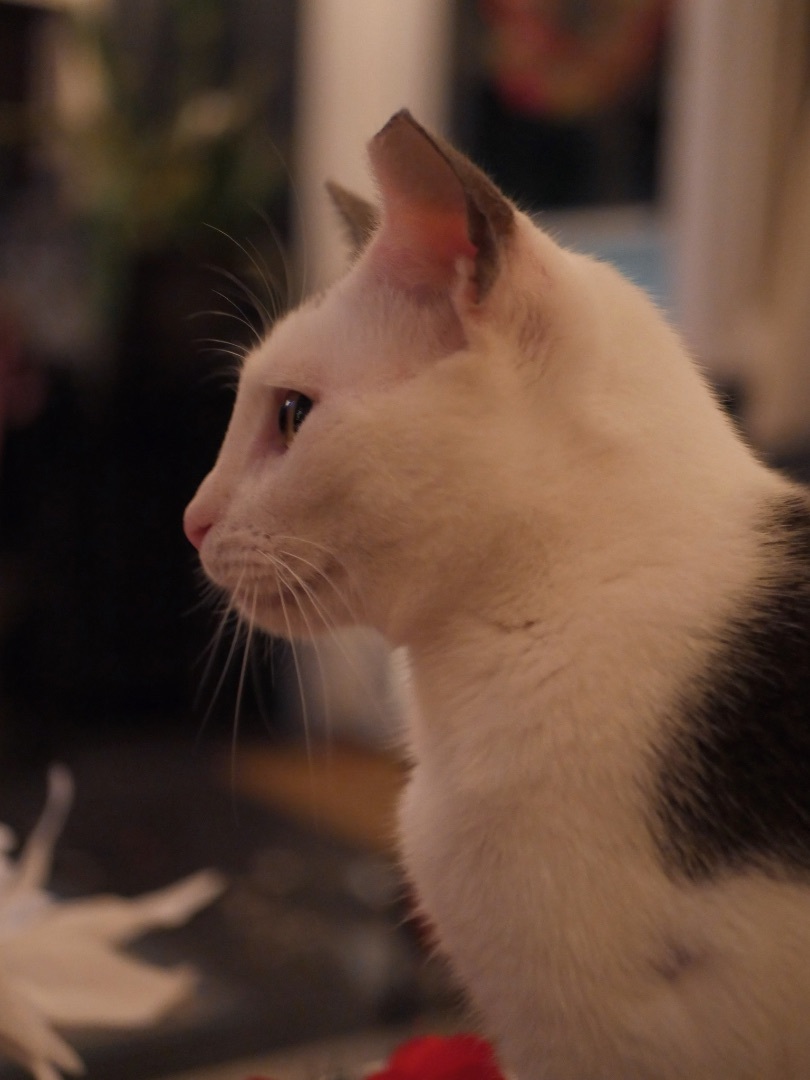 Cole, a Adoptable Domestic Short Hair in Jacksonville, FL image 6/6