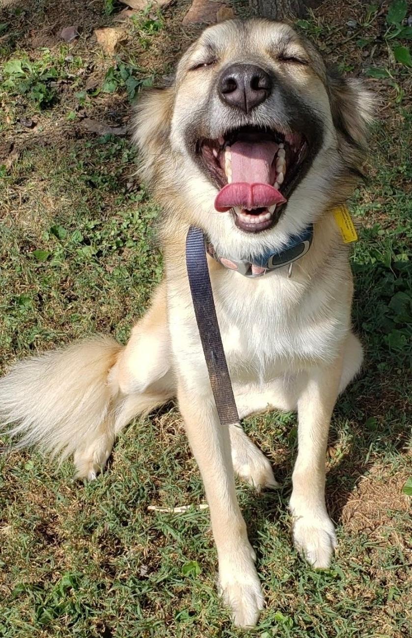 Enlarge Pepper, a Adoptable Anatolian Shepherd in Mount Airy, NC image 2/5