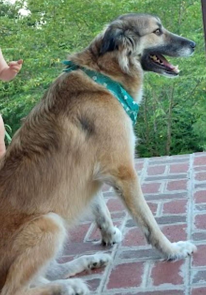 Enlarge Pepper, a Adoptable Anatolian Shepherd in Mount Airy, NC image 3/5