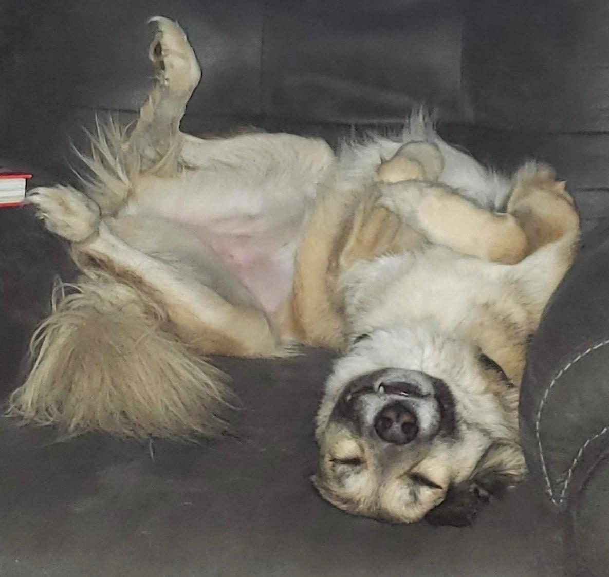 Enlarge Pepper, a Adoptable Anatolian Shepherd in Mount Airy, NC image 5/5