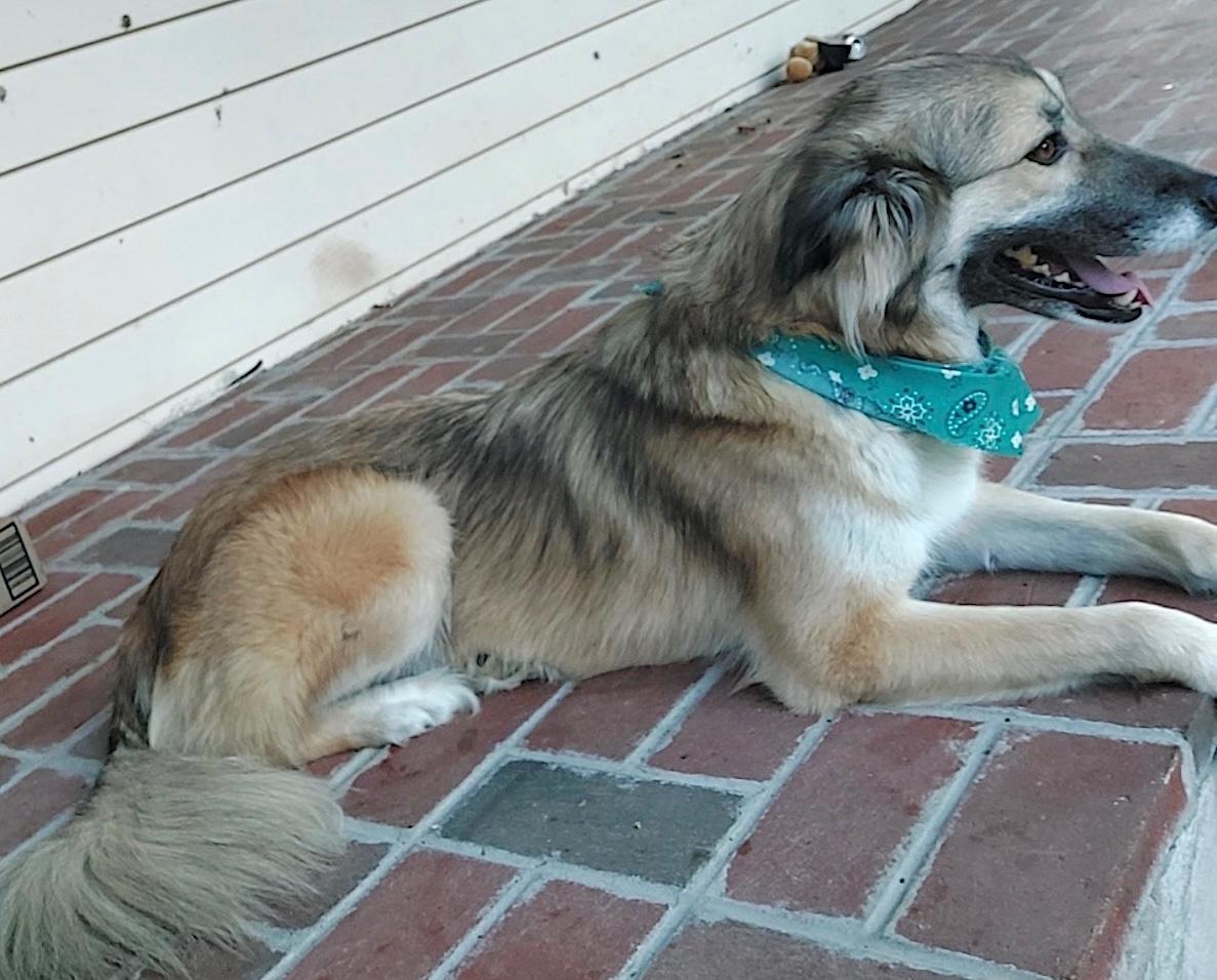 Enlarge Pepper, a Adoptable Anatolian Shepherd in Mount Airy, NC image 1/5