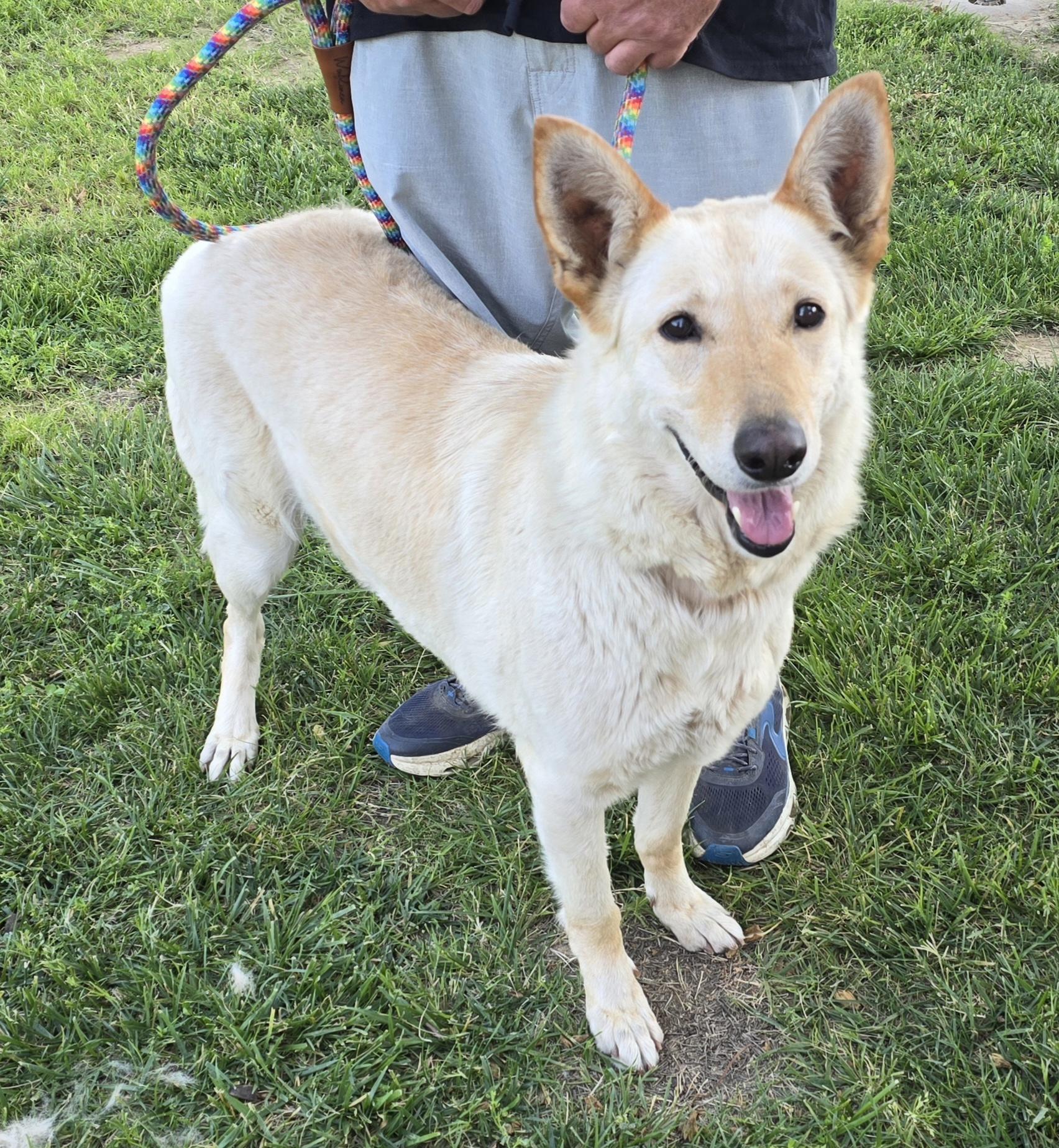 Enlarge Nova, a Adoptable German Shepherd Dog in Selma, CA image 2/6