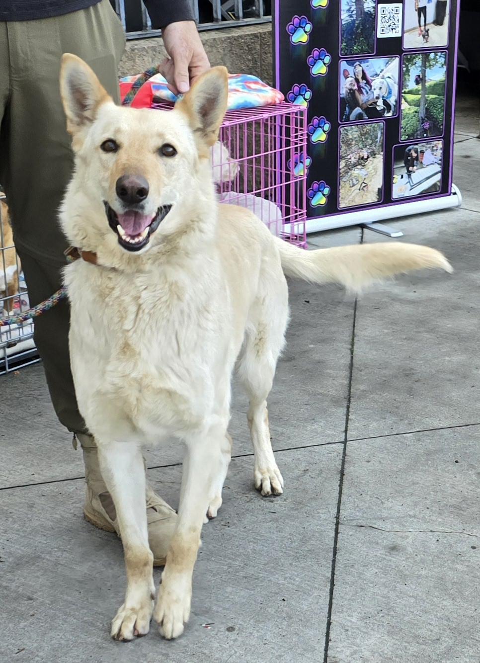 Enlarge Nova, a Adoptable German Shepherd Dog in Selma, CA image 1/6