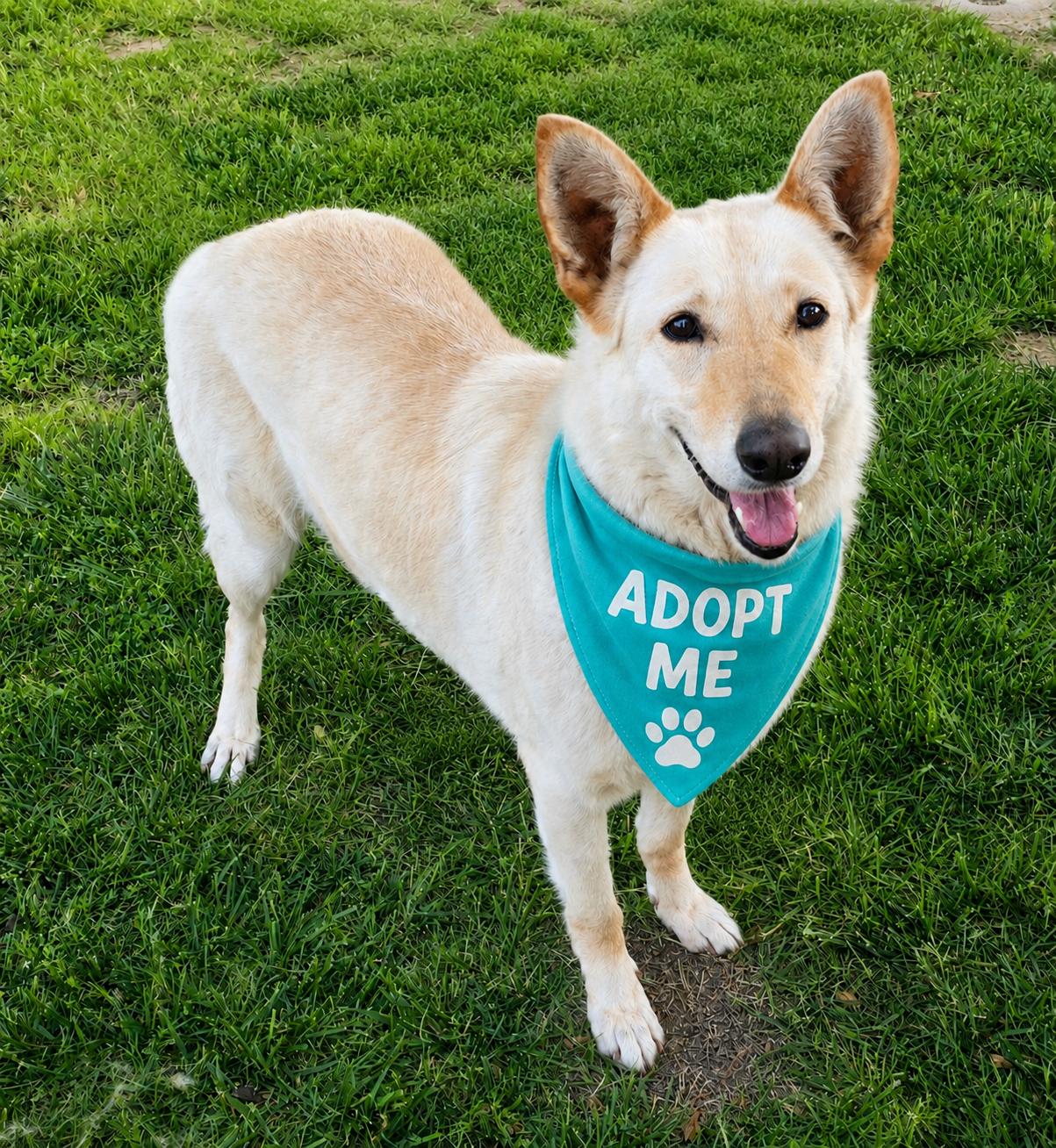 Enlarge Nova, a Adoptable German Shepherd Dog in Selma, CA image 1/6