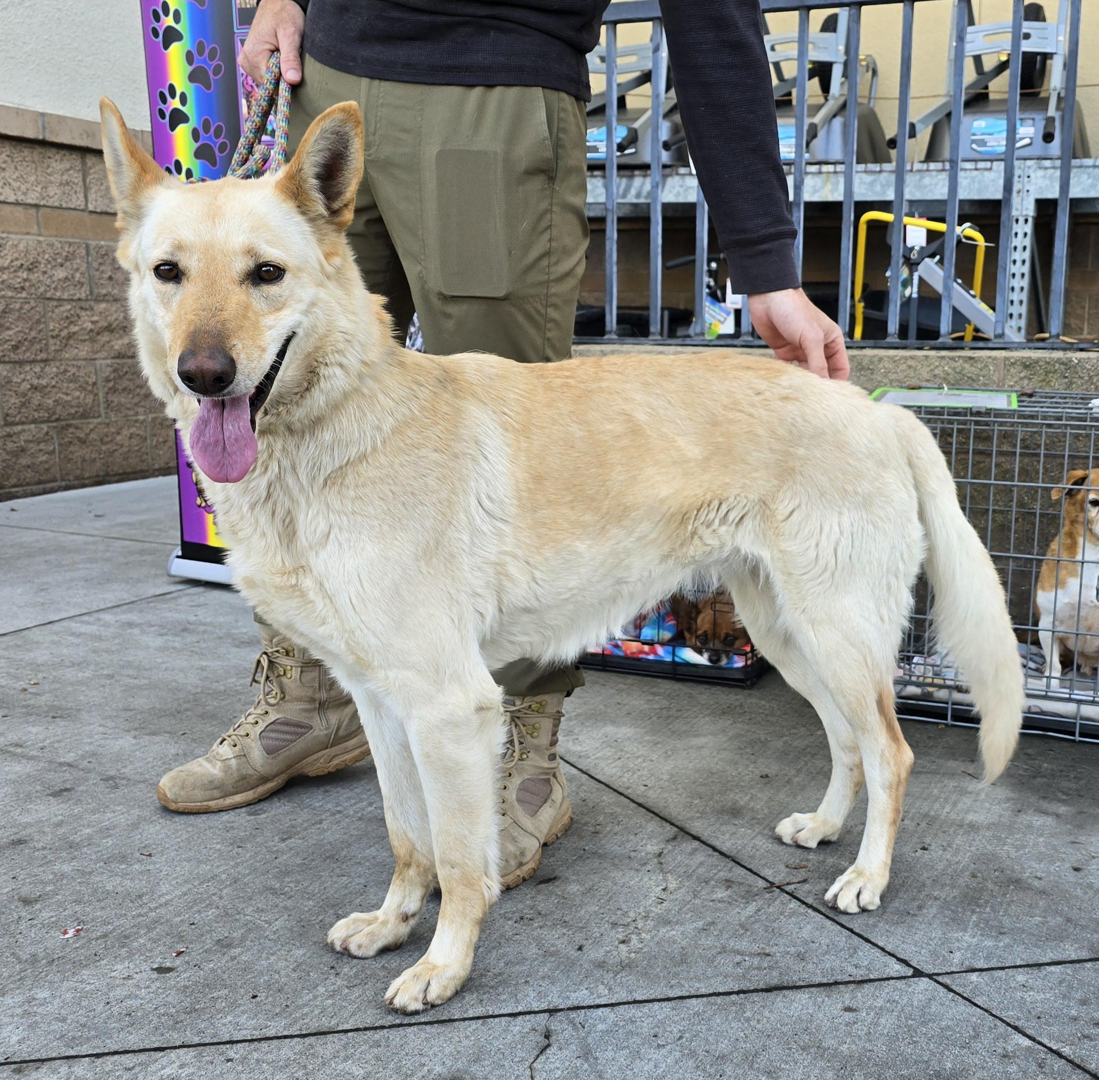 Enlarge Nova, a Adoptable German Shepherd Dog in Selma, CA image 6/6