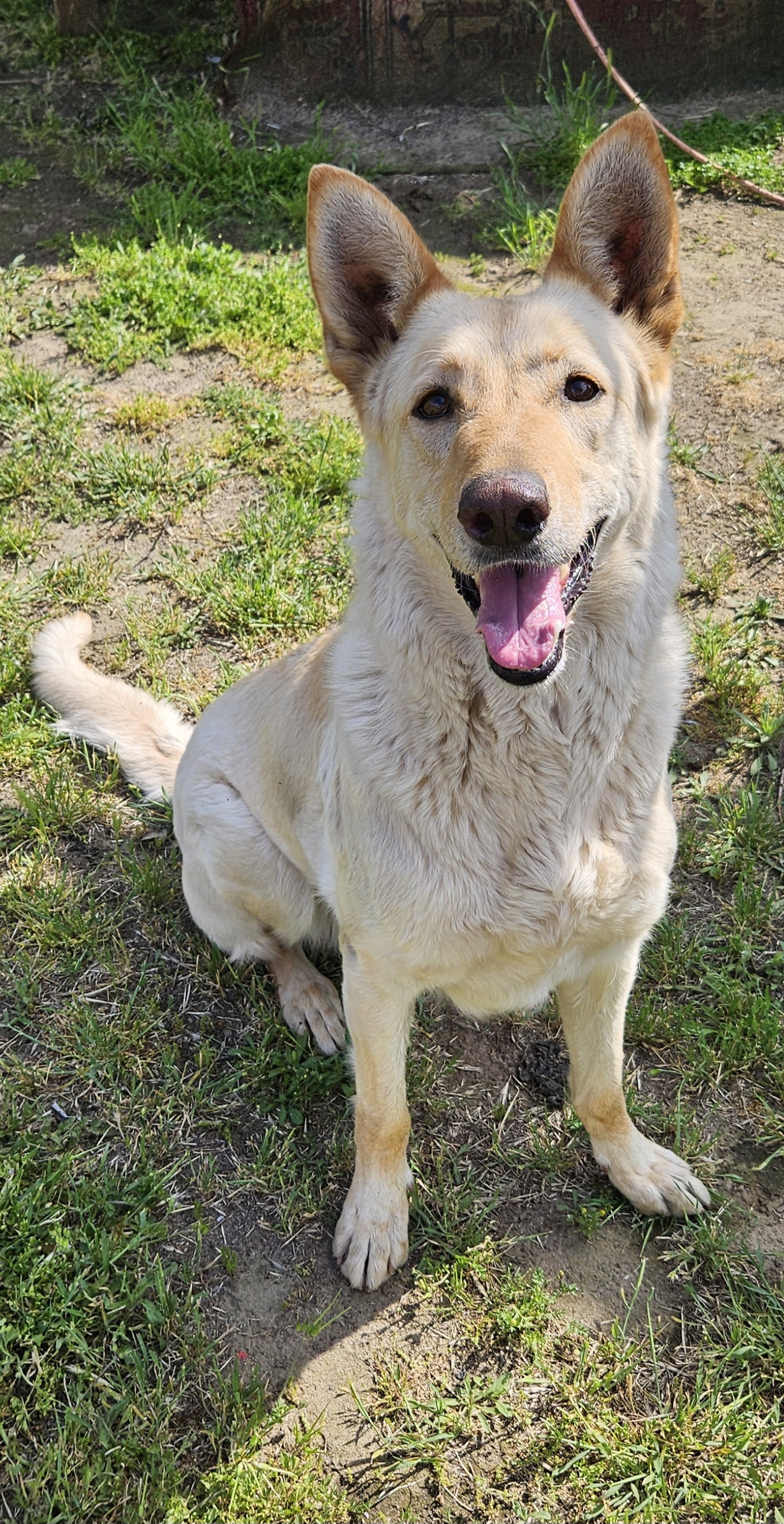 Enlarge Nova, a Adoptable German Shepherd Dog in Selma, CA image 3/6