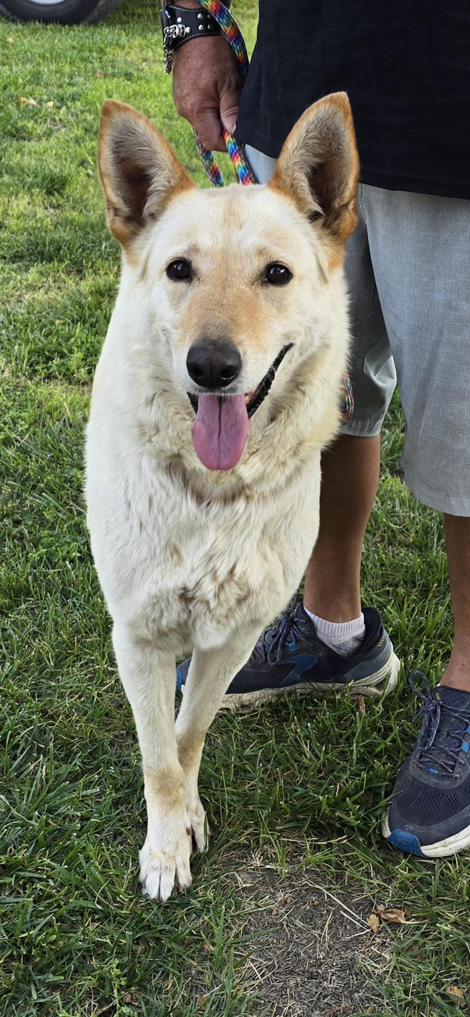 Enlarge Nova, a Adoptable German Shepherd Dog in Selma, CA image 5/6