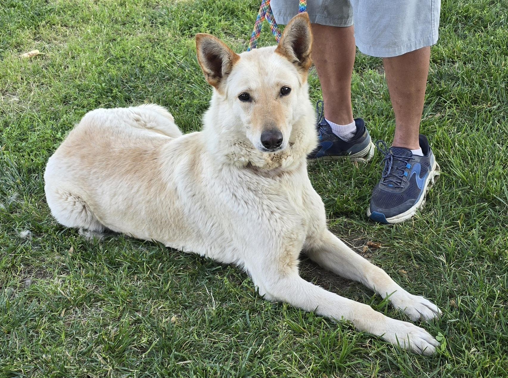 Enlarge Nova, a Adoptable German Shepherd Dog in Selma, CA image 6/6