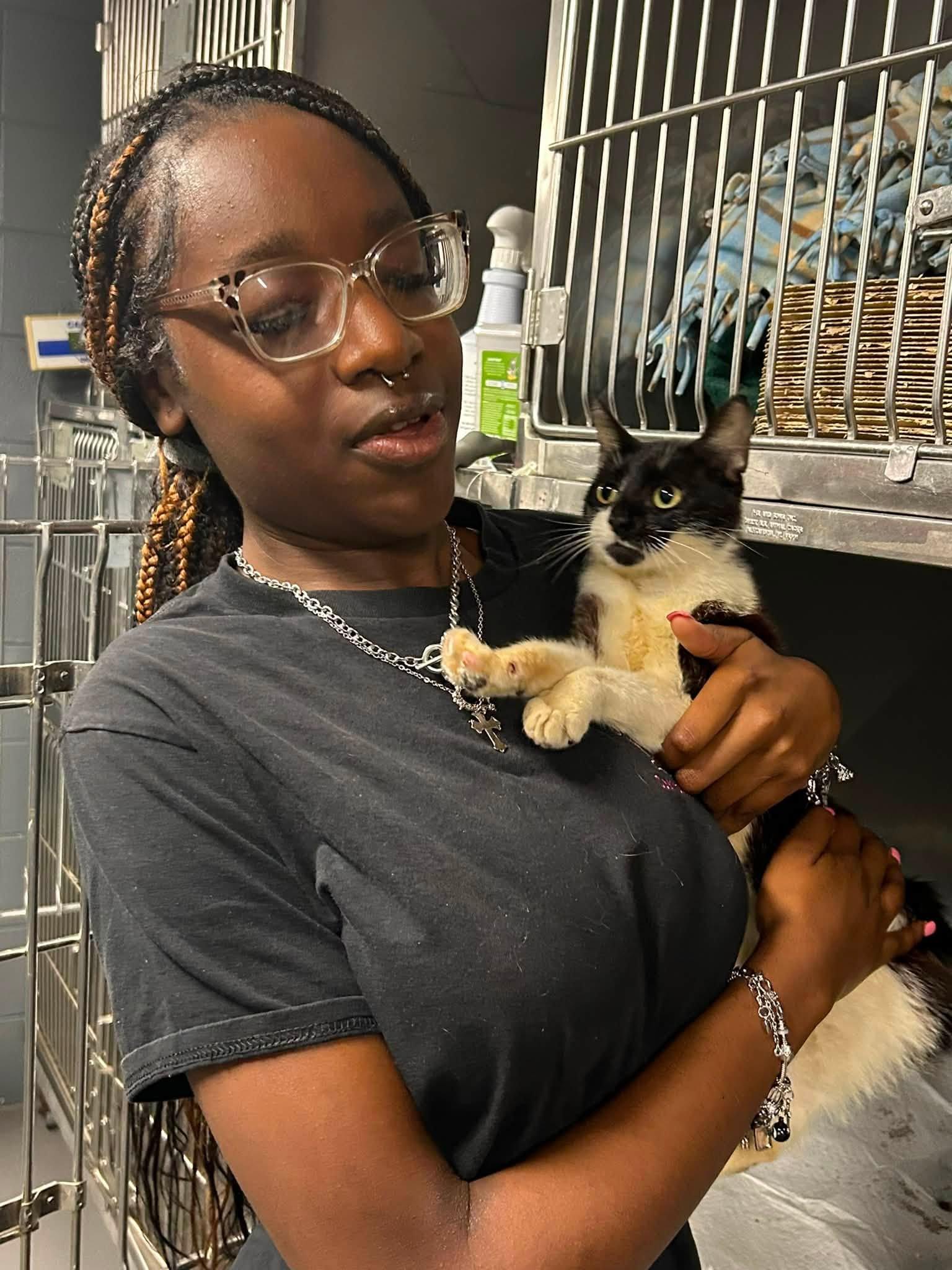 Linda 973, ADOPTABLE, Adult Female Domestic Short Hair.