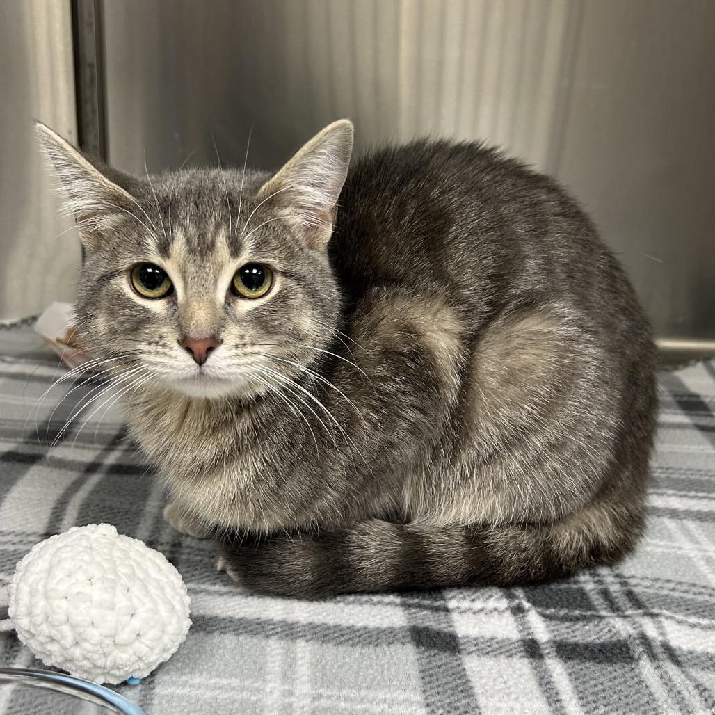 Dove, Adoptable, Young Female Domestic Short Hair.