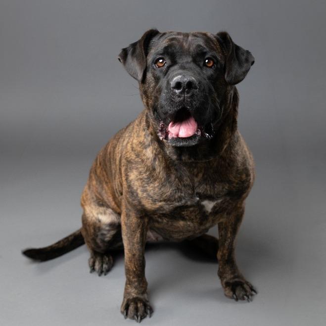 Enlarge Lena, a Adoptable mixed breed in Palm Springs, CA image 1/1