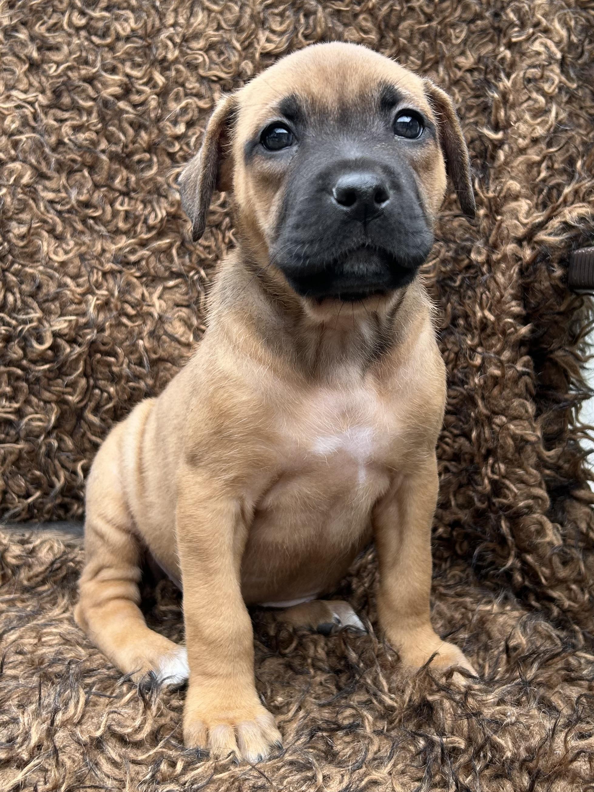 Pipit, Baby Female Bulldog