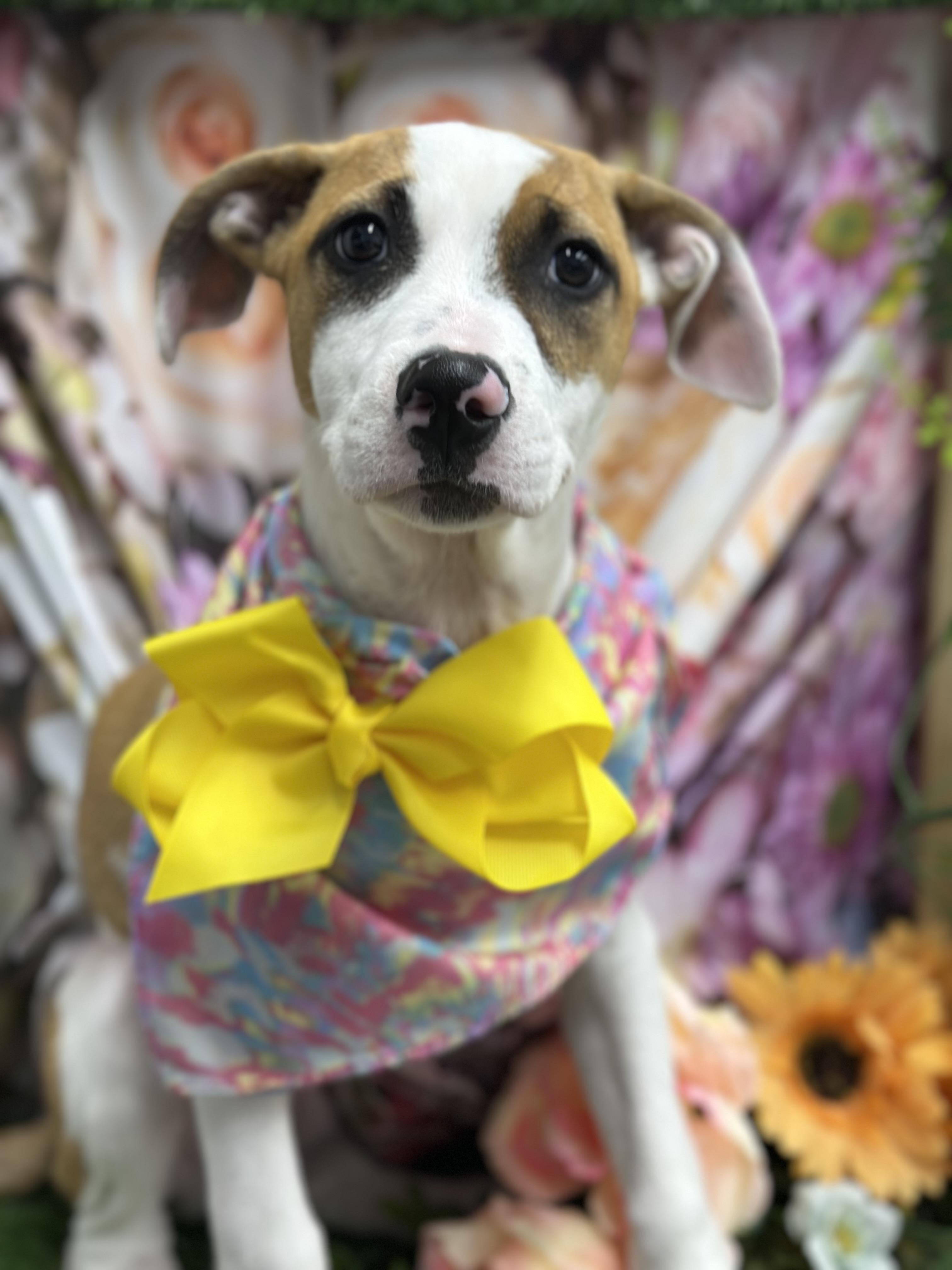 Enlarge Kirby, a Adoptable Mixed Breed in Staten Island, NY image 4/5