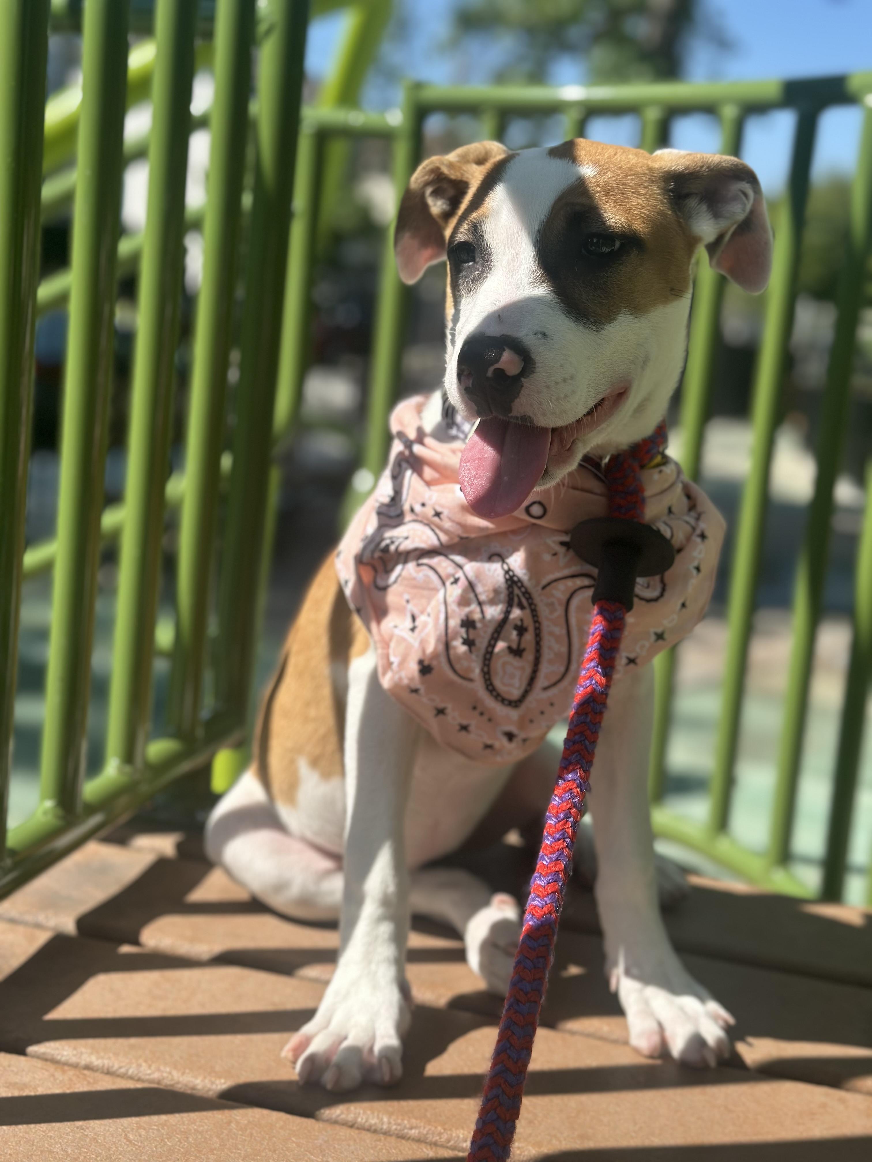 Enlarge Kirby, a Adoptable Mixed Breed in Staten Island, NY image 1/5