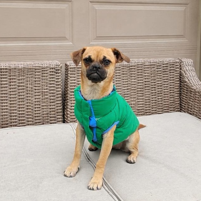 Enlarge Angie, a Adoptable mixed breed in Dallas, TX image 4/6