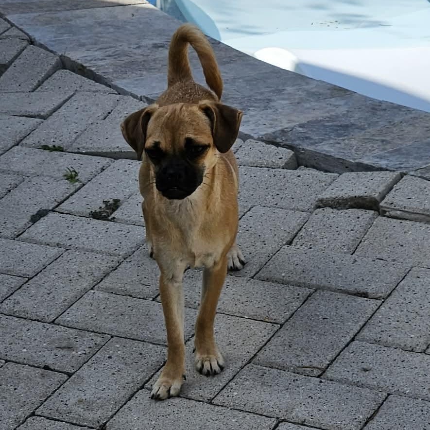 Enlarge Angie, a Adoptable mixed breed in Dallas, TX image 3/6