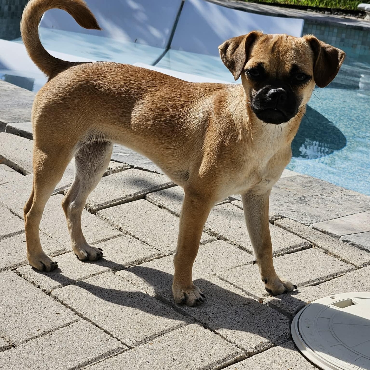 Enlarge Angie, a Adoptable mixed breed in Dallas, TX image 2/6