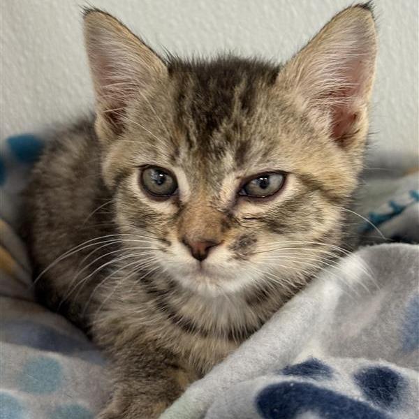 Clyde, Adoptable, Kitten Female American Shorthair.