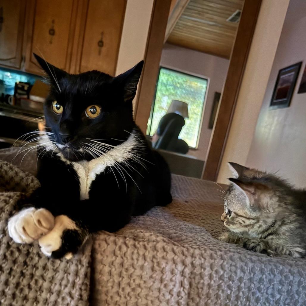 Enlarge Clyde, a Adoptable American Shorthair in Mount Shasta, CA image 2/6