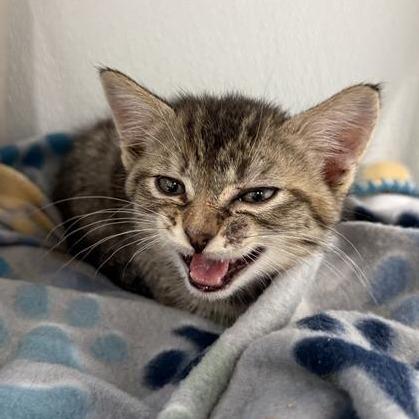 Enlarge Clyde, a Adoptable American Shorthair in Mount Shasta, CA image 3/6