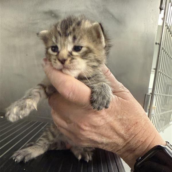 Enlarge Clyde, a Adoptable American Shorthair in Mount Shasta, CA image 4/6
