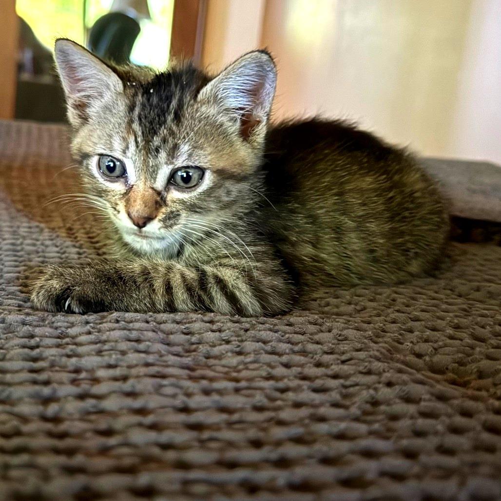 Enlarge Clyde, a Adoptable American Shorthair in Mount Shasta, CA image 5/6